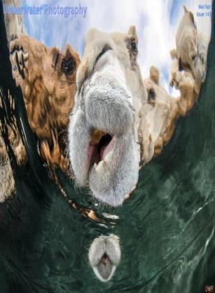 Underwater Photography - March-April 2025
