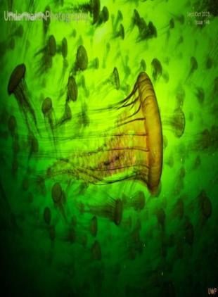 Underwater Photography - September-October 2025