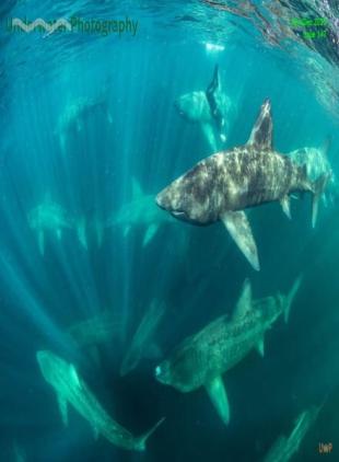 Underwater Photography - November-December 2025