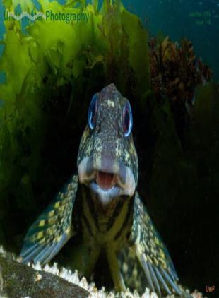 Underwater Photography - January-February 2026