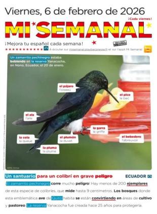 Mi Semanal - 6 Febrero 2026